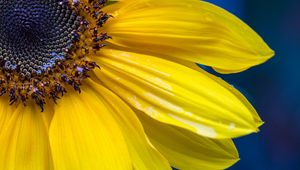 Preview wallpaper sunflower, petals, seeds, flower, macro