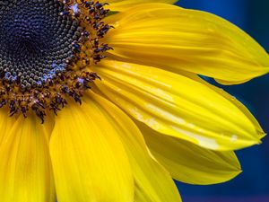 Preview wallpaper sunflower, petals, seeds, flower, macro