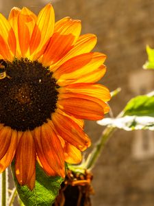 Preview wallpaper sunflower, petals, sunlight, summer, flower