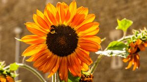 Preview wallpaper sunflower, petals, sunlight, summer, flower