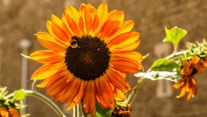 Preview wallpaper sunflower, petals, sunlight, summer, flower