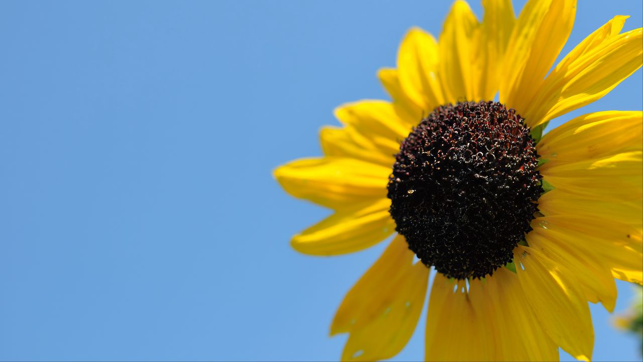 Wallpaper sunflower, petals, yellow, flower