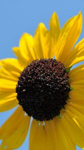 Preview wallpaper sunflower, petals, yellow, flower