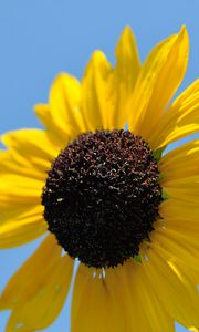 Preview wallpaper sunflower, petals, yellow, flower