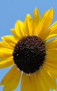 Preview wallpaper sunflower, petals, yellow, flower