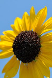 Preview wallpaper sunflower, petals, yellow, flower