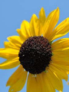 Preview wallpaper sunflower, petals, yellow, flower