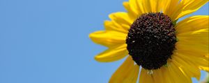 Preview wallpaper sunflower, petals, yellow, flower