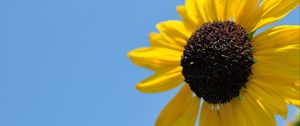 Preview wallpaper sunflower, petals, yellow, flower