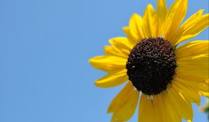 Preview wallpaper sunflower, petals, yellow, flower