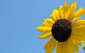 Preview wallpaper sunflower, petals, yellow, flower