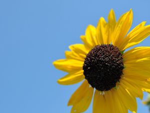 Preview wallpaper sunflower, petals, yellow, flower