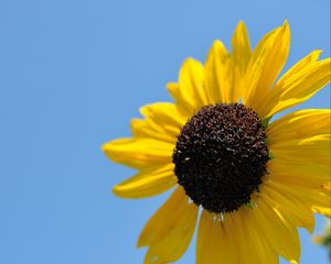 Preview wallpaper sunflower, petals, yellow, flower