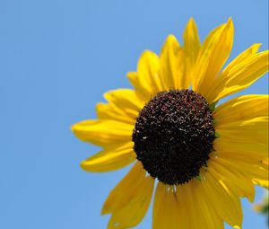 Preview wallpaper sunflower, petals, yellow, flower