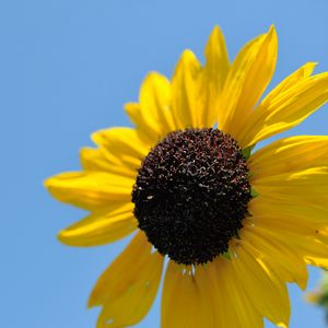 Preview wallpaper sunflower, petals, yellow, flower