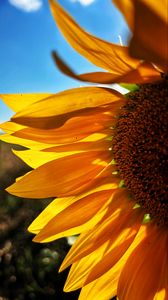 Preview wallpaper sunflower, petals, yellow, flower, blur