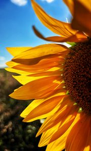 Preview wallpaper sunflower, petals, yellow, flower, blur