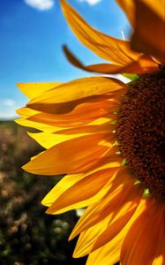 Preview wallpaper sunflower, petals, yellow, flower, blur