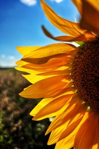 Preview wallpaper sunflower, petals, yellow, flower, blur