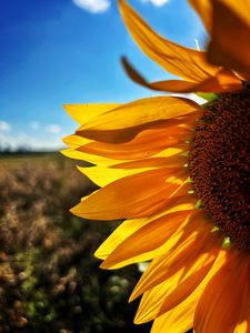 Preview wallpaper sunflower, petals, yellow, flower, blur