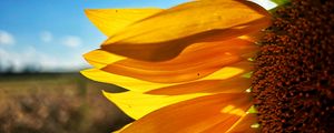 Preview wallpaper sunflower, petals, yellow, flower, blur