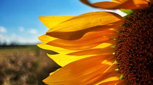 Preview wallpaper sunflower, petals, yellow, flower, blur