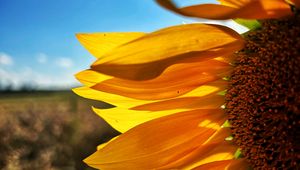 Preview wallpaper sunflower, petals, yellow, flower, blur