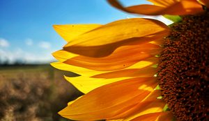 Preview wallpaper sunflower, petals, yellow, flower, blur