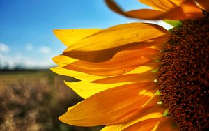 Preview wallpaper sunflower, petals, yellow, flower, blur