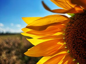 Preview wallpaper sunflower, petals, yellow, flower, blur