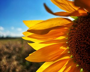 Preview wallpaper sunflower, petals, yellow, flower, blur