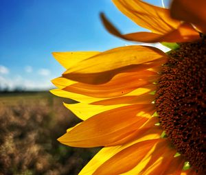 Preview wallpaper sunflower, petals, yellow, flower, blur