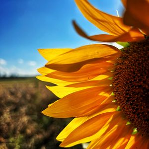 Preview wallpaper sunflower, petals, yellow, flower, blur