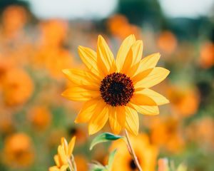 Preview wallpaper sunflower, petals, yellow