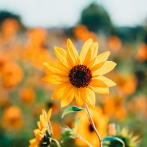 sunflower_petals_yellow_168168_300x300.j