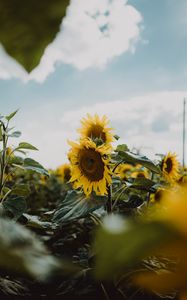 Preview wallpaper sunflower, petals, yellow, leaves