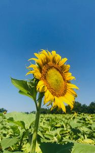 Preview wallpaper sunflower, petals, yellow, leaves, field