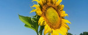 Preview wallpaper sunflower, petals, yellow, leaves, field