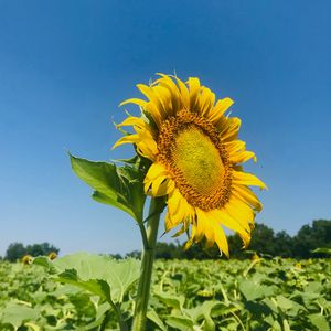 Preview wallpaper sunflower, petals, yellow, leaves, field