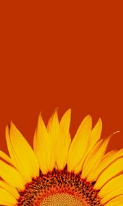 Preview wallpaper sunflower, petals, yellow, macro