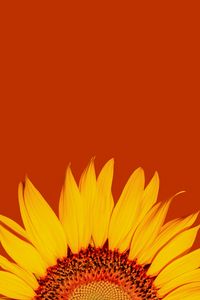 Preview wallpaper sunflower, petals, yellow, macro