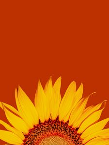 Preview wallpaper sunflower, petals, yellow, macro