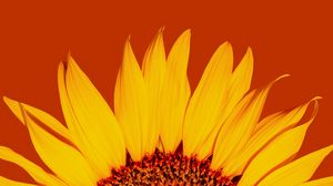 Preview wallpaper sunflower, petals, yellow, macro