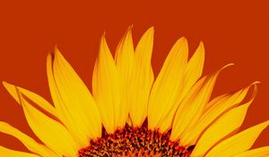 Preview wallpaper sunflower, petals, yellow, macro