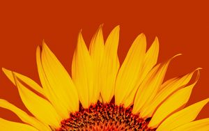 Preview wallpaper sunflower, petals, yellow, macro