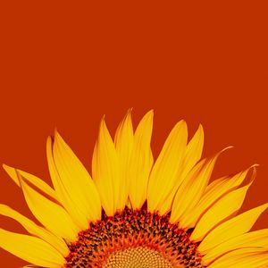 Preview wallpaper sunflower, petals, yellow, macro