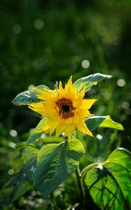 Preview wallpaper sunflower, petals, yellow, plant, macro