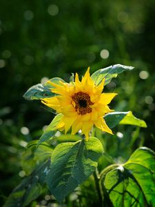 Preview wallpaper sunflower, petals, yellow, plant, macro