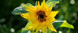 Preview wallpaper sunflower, petals, yellow, plant, macro