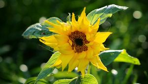 Preview wallpaper sunflower, petals, yellow, plant, macro